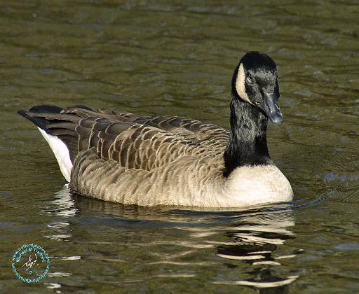 Canada Goose 9P051D-145.JPG